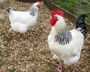 Light Sussex Fertilized Eggs