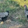 Silver Laced Wyandotte