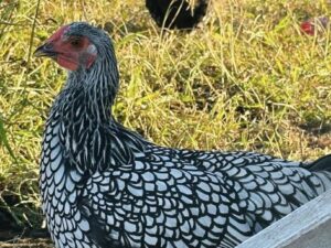 Silver Laced Wyandotte