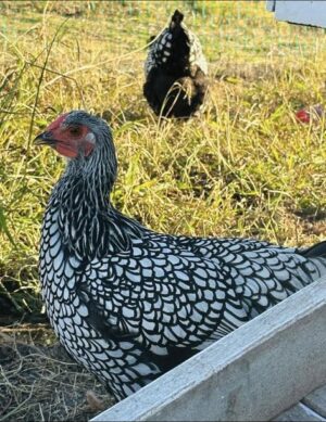Silver Laced Wyandotte