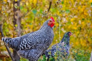 Plymouth Rock Fertilized Eggs