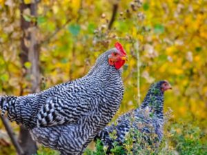 Plymouth Rock Fertilized Eggs